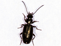 Microlestes minutulus